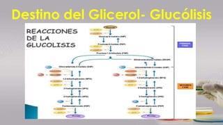 Destino del Glicerol- Glucólisis
 