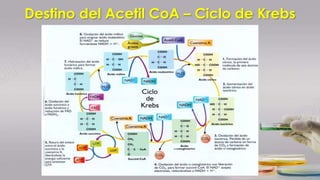Destino del Acetil CoA – Ciclo de Krebs
 