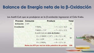 Los Acetil-CoA que se produjeron en la β-oxidación ingresaron al Ciclo Krebs.
Balance de Energía neta de la β-Oxidación
 
