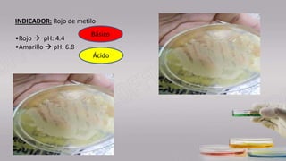 Ácido
Básico
INDICADOR: Rojo de metilo
•Rojo  pH: 4.4
•Amarillo  pH: 6.8
 