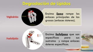 Enzima fosfolipasa que son
específicas para sus
sustratos y rompe enlaces
ésteres específicos.
Enzima lipasa rompe los
enlaces principales de las
grasas (enlaces ésteres).
Degradación de Lípidos
 