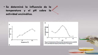 • Se determinó la influencia de la
temperatura y el pH sobre la
actividad enzimática.
 