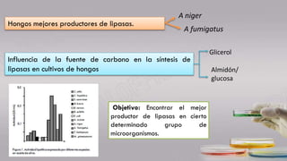 Hongos mejores productores de lipasas.
A niger
A fumigatus
Influencia de la fuente de carbono en la síntesis de
lipasas en cultivos de hongos
Glicerol
Almidón/
glucosa
Objetivo: Encontrar el mejor
productor de lipasas en cierto
determinado grupo de
microorganismos.
 