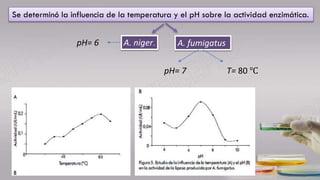 Se determinó la influencia de la temperatura y el pH sobre la actividad enzimática.
A. fumigatusA. niger.
pH= 7 T= 80 ℃
pH= 6
 