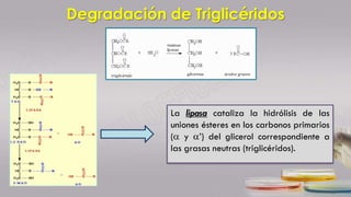 Degradación de Triglicéridos
La lipasa cataliza la hidrólisis de las
uniones ésteres en los carbonos primarios
(a y a’) del glicerol correspondiente a
las grasas neutras (triglicéridos).
 
