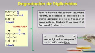 Degradación de Triglicéridos
Para la hidrólisis del carbono secundario
restante, es necesaria la presencia de la
enzima isomerasa que va a trasladar el
grupo acilo del Carbono-2 (carbono b) al
Carbono-1 (carbono a).
La hidrólisis del
monoacilgicerol se completará
por la acción de la lipasa.
 