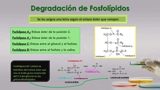 Degradación de Fosfolípidos
Fosfolipasa A2: Enlace éster de la posición 2.
Fosfolipasa A1: Enlace éster de la posición 1.
Fosfolipasa C: Enlace entre el glicerol y el fosfato.
Fosfolipasa D: Enlace entre el fosfato y la colina.
Se les asigna una letra según el enlace éster que rompen
 