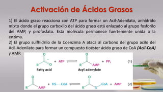 Activación de Ácidos Grasos
1) El ácido graso reacciona con ATP para formar un Acil-Adenilato, anhídrido
mixto donde el grupo carboxilo del ácido graso está enlazado al grupo fosforilo
del AMP, y pirofosfato. Esta molécula permanece fuertemente unida a la
enzima.
2) El grupo sulfhidrilo de la Coenzima A ataca al carbono del grupo acilo del
Acil-Adenilato para formar un compuesto tioéster ácido graso de CoA (Acil-CoA)
y AMP.
 
