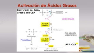 Activación de Ácidos Grasos
 