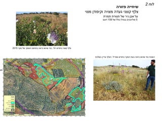 ‫פזורה‬ ‫שיחייה‬
‫מצוי‬ ‫וקיפודן‬ ‫מצויה‬ ‫געדה‬ ‫קוצני‬ ‫צלף‬
‫לוח‬2
‫תמרת‬ ‫תצורת‬ ‫של‬ ‫גיר‬ ‫אבן‬ ‫על‬
5‫פוליגונים‬‫של‬ ‫כולל‬ ‫בגודל‬159‫דונם‬
‫קוצני‬ ‫צלף‬
‫יולי‬ ‫בחודש‬ ‫קוצני‬ ‫צלף‬,‫סקר‬ ‫של‬ ‫הסמוך‬ ‫בתחום‬ ‫נראה‬ ‫שהוא‬ ‫כפי‬2015
‫קוצני‬ ‫צלף‬
‫מצויה‬ ‫געדה‬
‫חטמית‬‫זיפנית‬
‫אפריל‬ ‫בחודש‬ ‫הסקר‬ ‫בעת‬ ‫נראה‬ ‫שהוא‬ ‫כפי‬ ‫השטח‬.‫בשלכת‬ ‫עדיין‬ ‫הצלף‬
 