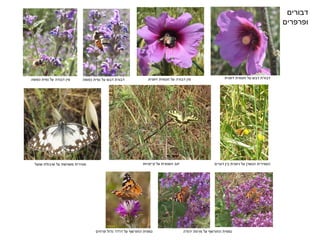 ‫זיפנית‬ ‫חטמית‬ ‫על‬ ‫דבש‬ ‫דבורת‬‫כפופה‬ ‫נפית‬ ‫על‬ ‫דבש‬ ‫דבורת‬‫כפופה‬ ‫נפית‬ ‫על‬ ‫דבורה‬ ‫מין‬ ‫זיפנית‬ ‫חטמית‬ ‫על‬ ‫דבורה‬ ‫מין‬
‫הספירית‬‫הנשרן‬‫דגניים‬ ‫בין‬ ‫ניסנית‬ ‫על‬‫על‬ ‫הסנונית‬ ‫זנב‬‫קייצניות‬‫סטירית‬‫משוישת‬‫שועל‬ ‫שיבולת‬ ‫על‬
‫נמפית‬‫יהודה‬ ‫מרוות‬ ‫על‬ ‫החורשף‬‫נמפית‬‫פרחים‬ ‫גדול‬ ‫דרדר‬ ‫על‬ ‫החורשף‬
‫דבורים‬
‫ופרפרים‬
‫צ‬ ‫ירון‬'‫רקה‬
 