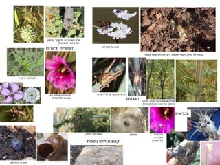 ‫נפוצה‬ ‫שועל‬ ‫שיבולת‬ ‫זרעי‬ ‫אוספת‬ ‫הקציר‬ ‫נמלת‬ ‫של‬ ‫קבוצה‬
‫אבן‬ ‫תחת‬ ‫טחבית‬
‫סלסילה‬ ‫על‬ ‫זבוב‬
‫שקד‬ ‫על‬ ‫רבנו‬ ‫משה‬ ‫פרת‬(‫מימין‬)
‫קיפודן‬ ‫ועל‬(‫משמאל‬)
‫מגובב‬ ‫עכנאי‬ ‫על‬ ‫איסופיה‬ ‫מגלית‬
(‫מימין‬)‫יבש‬ ‫עשב‬ ‫ועל‬(‫משמאל‬)
‫כידונית‬‫דגניים‬ ‫עלי‬ ‫על‬ ‫הנבל‬‫עם‬ ‫הפרחים‬ ‫יקרונית‬
‫חטמית‬ ‫על‬ ‫עכביש‬
‫נדליל‬
‫עכבישים‬
‫חגבאים‬
‫חוח‬ ‫על‬ ‫ביצים‬ ‫עם‬ ‫עכביש‬
‫וציקדות‬ ‫חיפושיות‬
‫נוספות‬ ‫חיים‬ ‫קבוצות‬
‫סרטביש‬
‫הפרחים‬
‫חטמית‬ ‫על‬
‫משפכן‬‫קיפודן‬ ‫על‬ ‫כסופי‬
‫על‬ ‫ציקדה‬‫קייצנית‬
‫צ‬ ‫ירון‬'‫רקה‬
 