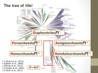 The tree of life!
アーキア
Aenigmarchaeota⾨*3
Diapherotrites⾨*1
Parvarchaeota⾨*2
Nanoarchaeota⾨*4 Nanohaloarchaeota⾨*5
＊1 (Rin...