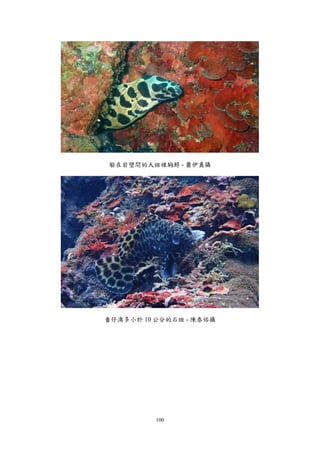 100
躲在岩壁間的大斑裸胸鯙 - 蕭伊真攝
番仔澳多小於 10 公分的石斑 - 陳泰佑攝
 