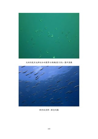 103
北側深處有成群的白吻雙帶立旗鯛(關刀魚) - 蕭伊真攝
鰺科幼魚群 - 鄭念昀攝
 