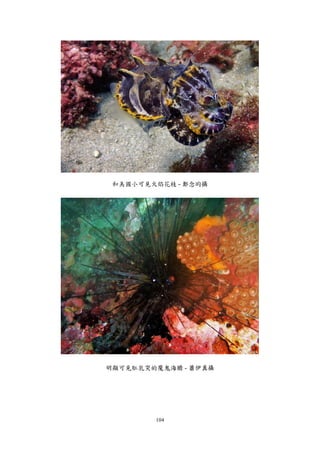 104
和美國小可見火焰花枝 - 鄭念昀攝
明顯可見肛乳突的魔鬼海膽 - 蕭伊真攝
 