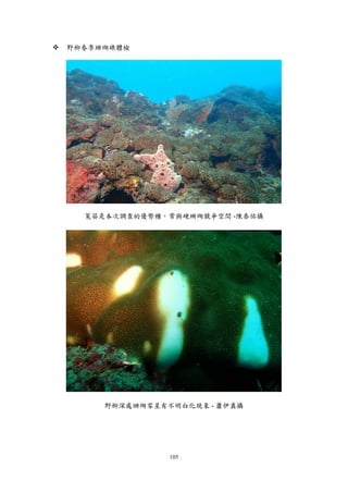 105
 野柳春季珊瑚礁體檢
菟葵是本次調查的優勢種，常與硬珊瑚競爭空間 -陳泰佑攝
野柳深處珊瑚零星有不明白化現象 - 蕭伊真攝
 