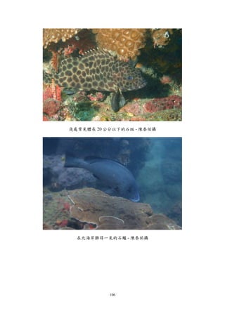 106
淺處常見體長 20 公分以下的石斑 - 陳泰佑攝
在北海岸難得一見的石鱸 - 陳泰佑攝
 