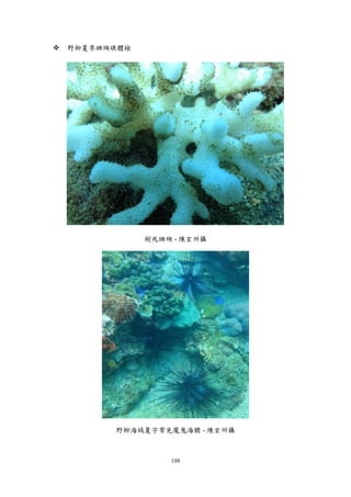 108
 野柳夏季珊瑚礁體檢
剛死珊瑚 - 陳玄州攝
野柳海域夏字常見魔鬼海膽 - 陳玄州攝
 