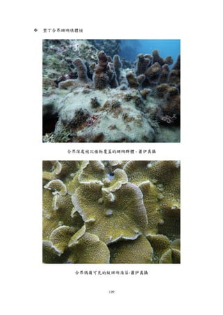 109
 墾丁合界珊瑚礁體檢
合界深處被沉積物覆蓋的珊瑚群體 - 蕭伊真攝
合界偶爾可見的擬珊瑚海葵-蕭伊真攝
 