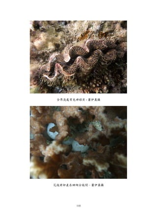 110
合界淺處常見硨磲貝 - 蕭伊真攝
花枝將卵產在珊瑚分枝間 – 蕭伊真攝
 