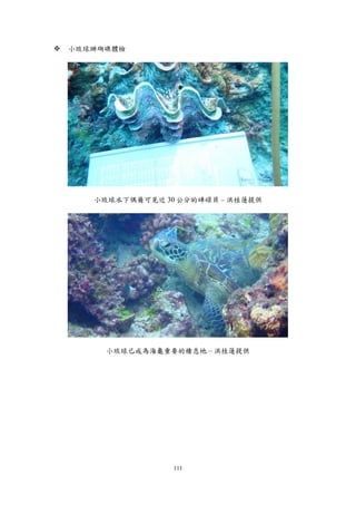 111
 小琉球珊瑚礁體檢
小琉球水下偶爾可見近 30 公分的硨磲貝 – 洪桂蓮提供
小琉球已成為海龜重要的棲息地 – 洪桂蓮提供
 