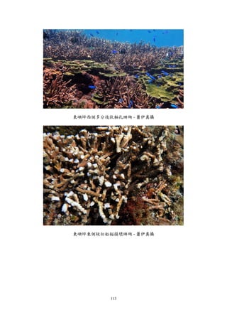 113
東嶼坪西側多分枝狀軸孔珊瑚 - 蕭伊真攝
東嶼坪東側疑似船錨損壞珊瑚 - 蕭伊真攝
 