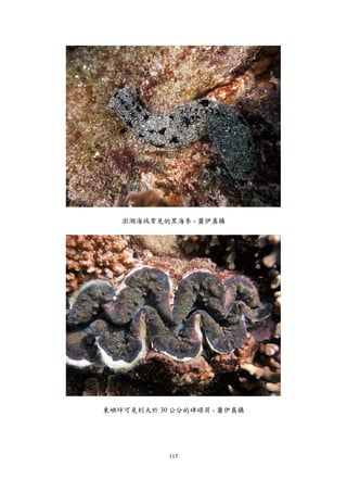 115
澎湖海域常見的黑海參 - 蕭伊真攝
東嶼坪可見到大於 30 公分的硨磲貝 - 蕭伊真攝
 