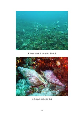 116
東吉嶼的白吻雙帶立旗鯛群 - 蕭伊真攝
東吉嶼的大法螺 - 蕭伊真攝
 