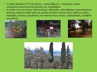 • Το δάσος φιλοξενεί 277 είδη φυτών , κυρίως θάμνους , πουρνάρια, πεύκα,
κυπαρίσσια,πλατάνια,λεύκες,φτελιές και πικροδάφνες.
• Η πανίδα του είναι επίσης πλούσια,λαγοί, αλεπούδες, σκαντζόχοιροι, αγριογούρουνα,
σκίουροι,νυφίτσες,ασβοί αλλά και μεγάλη ποικιλία πουλιών όπως αηδόνια, κίσσες,
καρακάξες, κούκους ,κορυδαλούς και ερπετών όπως σαύρες, σαλαμάνδρες, νερόφιδα
και χελώνες.
 