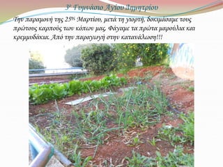 3ο Γυμνάσιο Αγίου Δημητρίου
Την παραμονή της 25ης Μαρτίου, μετά τη γιορτή, δοκιμάσαμε τους
πρώτους καρπούς των κόπων μας. Φάγαμε τα πρώτα μαρούλια και
κρεμμυδάκια. Από την παραγωγή στην κατανάλωση!!!
 