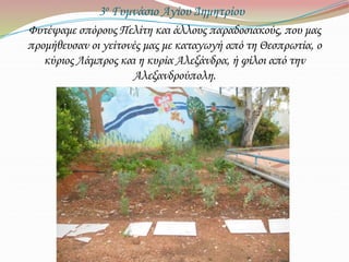 3ο Γυμνάσιο Αγίου Δημητρίου
Φυτέψαμε σπόρους Πελίτη και άλλους παραδοσιακούς, που μας
προμήθευσαν οι γείτονές μας με καταγωγή από τη Θεσπρωτία, ο
κύριος Λάμπρος και η κυρία Αλεξάνδρα, ή φίλοι από την
Αλεξανδρούπολη.
 