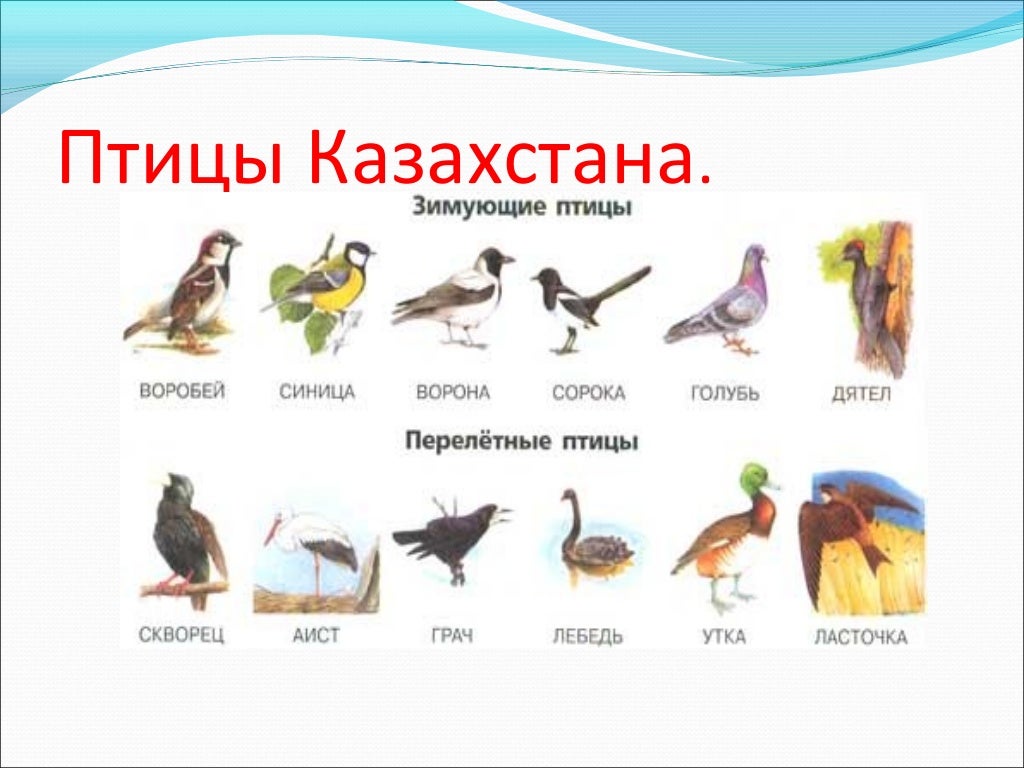 Перелетные Птицы Новосибирской Области Для Дошкольников Картинки