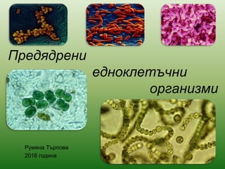 Предядрени
едноклетъчни
организми
Румяна Търпова
2016 година
 