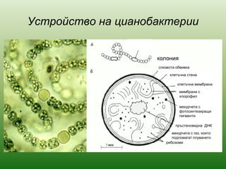 Устройство на цианобактерии
слизеста обвивка
клетъчна стена
клетъчна мембрана
мембрани с
хлорофил
пръстеновидна ДНК
рибозоми
мехурчета с
фотосинтезиращи
пигменти
мехурчета с газ, които
подпомагат плуването
колония
хетероцист
 