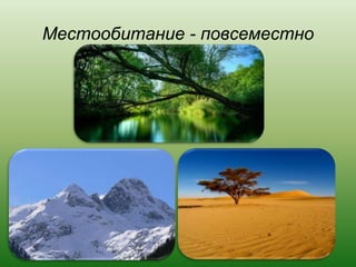 Местообитание - повсеместно
 