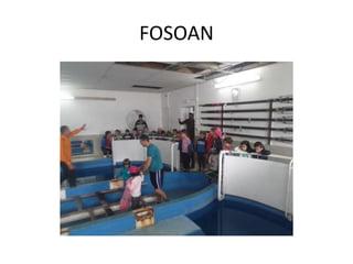 FOSOAN
 