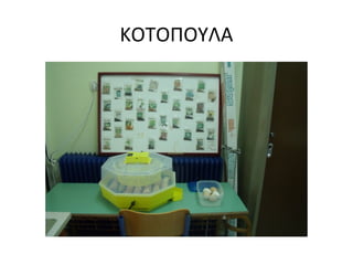 ΚΟΤΟΠΟΥΛΑ
 