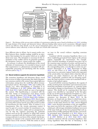 from different cities to debate, but it cannot resolve con-
ﬂicts between them. Another analogy would be an inter-
preter that translates for two parties which are in conﬂict
about some issue. The interpreter is necessary for the in-
stantiation of the conﬂict and for its potential resolution;
the interpreter, however, cannot resolve the conﬂict.
In summary, to advance the identiﬁcation of the neural
substrates of consciousness, it is essential to keep in mind
that consciousness is a phenomenon associated with per-
ceptual-like processing and interfacing with the somatic
nervous system (Fig. 1).
3.4. Neural evidence supports the sensorium hypothesis
The sensorium hypothesis and ideomotor theory reveal
that, in terms of stages of processing, that which character-
izes conscious content is the notion of perceptual afference
(information arising from the world that affects sensory-
perceptual systems; Sherrington 1906) and corollary dis-
charges (e.g., when subvocalizing; cf. Chambon et al.
2013; Christensen et al. 2007; Jordan 2009; Obhi et al.
2009; Scott 2013), both of which are cases of perceptual-
like content. This hypothesizing is consistent with the
idea that, insofar as consciousness must always contain
some content (Brentano 1874; Fodor 1980; 1998; J. A.
Gray 1995; 2004; Hume 1739/1888; Koch 2004; Schopen-
hauer 1818/1819; Sergent & Dehaene 2004), then it is par-
simonious to propose that the neural regions responsible for
processing that content must be part of the neural correlate
of consciousness for that content. Thus, if content X is in
consciousness, then the circuits processing content X
must be part of a neural correlate of consciousness (e.g.,
at least of X). (Of course, within such an arrangement, it
may be that the region[s] processing the particular
content need not be the region[s] in which that content
becomes associated with the conscious ﬁeld; content pro-
cessing could arise in one locus of the network, but the par-
ticipation of contents in the conscious ﬁeld could arise at
another locus of the network.) With this notion in mind,
we turn to the neural evidence regarding conscious
contents.
Consistent with the sensorium hypothesis, there is evi-
dence implicating perceptual brain regions as the primary
regions responsible for consciousness. For example,
direct electrical stimulation of parietal areas gives rise to
the conscious urge to perform an action, and increased ac-
tivation makes subjects believe that they actually executed
the corresponding action, even though no action was per-
formed (Desmurget et al. 2009; Desmurget & Sirigu
2010; see also Farrer et al. 2008). However, activating
motor areas (e.g., premotor regions) leads to the expression
of the actual action, but subjects believe that they did not
perform any action whatsoever (see also Fried et al.
1991). Importantly, consistent with our foregoing conclu-
sions, the urge to perform a motor act is associated with ac-
tivation of perceptual regions.
In accord with the sensorium hypothesis, the majority of
studies involving brain stimulation and consciousness have
found that stimulation of perceptual (e.g., posterior) brain
areas leads to changes in consciousness (e.g., haptic halluci-
nations). This should not be surprising given that these
regions were identiﬁed as “perceptual” in the ﬁrst place
by the use of self-report during brain stimulation (e.g., Pen-
ﬁeld & Roberts 1959). Self-report usually involves con-
sciousness (see discussion in Bayne 2013). In the
literature, we found only one datum in which brain stimu-
lation of a frontal (non-olfactory) area led to a conscious
content. In this study (Fried et al. 1991, cited in Haggard
2008), weak electrical stimulation of the pre-supplemen-
tary motor area led to the experience of the urge to move
a body part, with stronger stimulation leading to movement
of the same body part. It has been proposed that such ac-
tivation led to corollary discharge that was then “perceived”
by perceptual areas (Chambon et al. 2013; Farrer et al.
2008; Iacoboni 2005; Iacoboni & Dapretto 2006; Lau
et al. 2007; Melcher et al. 2013; Scott 2013), which
would be consistent with the sensorium hypothesis. One
strong hypothesis from this line of theorizing is that
Figure 1. The divisions of the nervous system and place of consciousness within the system (based on Poehlman et al. 2012), including
the major divisions of the Somatic and Autonomic systems. Afference binding within systems can be unconscious. Although response
systems can inﬂuence action directly, as in the case of unintegrated actions, only in virtue of consciousness can multiple response
systems inﬂuence action collectively, as when one holds one’s breath while underwater.
Morsella et al.: Homing in on consciousness in the nervous system
BEHAVIORAL AND BRAIN SCIENCES, 39 (2016) 9
https:/www.cambridge.org/core/terms. https://doi.org/10.1017/S0140525X15002228
Downloaded from https:/www.cambridge.org/core. University of Colorado Boulder, on 01 Apr 2017 at 14:55:13, subject to the Cambridge Core terms of use, available at
 