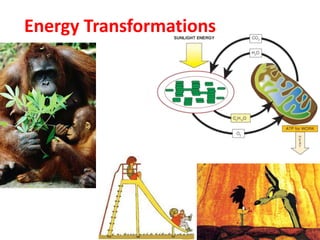 Energy Transformations
 