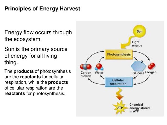 Cell Energy Flow Chart Photosynthesis And Cellular Respiration Answer Key