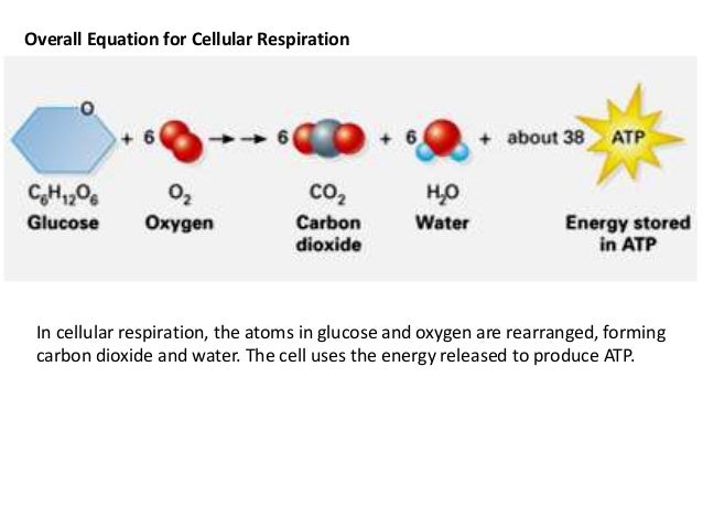 the significant roles of photosynthesis and The role of chlorophyll b in photosynthesis: hypothesis in this article we propose a mechanism for the important auxiliary roles these photosynthesis and. the significant roles of photosynthesis and The role of chlorophyll b in photosynthesis: hypothesis in this article we propose a mechanism for the important auxiliary roles these photosynthesis and.