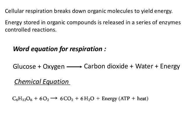 2016 cellular respiration and photosynthesis