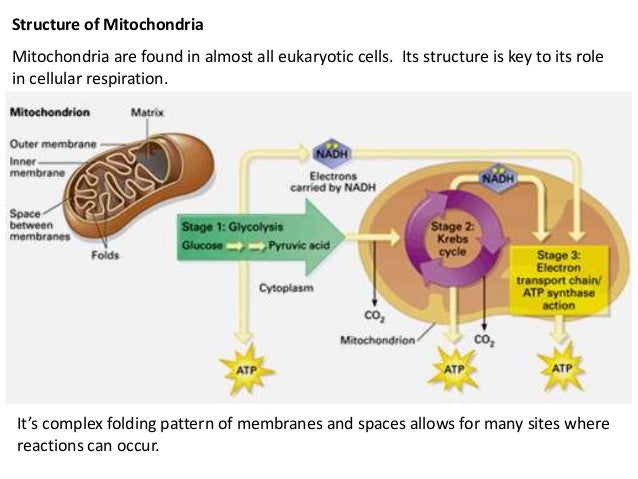 2016 cellular respiration and photosynthesis stages of cellular respiration chart