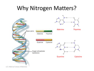 Why Nitrogen Matters?
Adenine Thymine
Guanine Cytosine
 