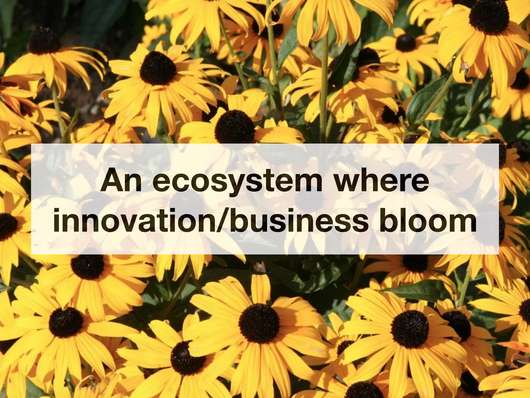 An ecosystem where
innovation/business bloom
 