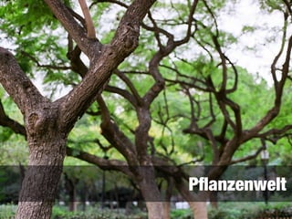 Pﬂanzenwelt
 