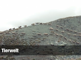 Tierwelt
 