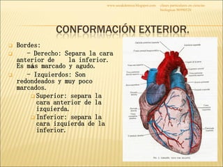 2016 ppt - ANATOMÍA DEL CORAZÓN - TUTORÍA ACADÉMICA | PDF | Heart and ...