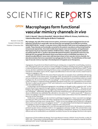 1Scientific Reports | 6:36659 | DOI: 10.1038/srep36659
www.nature.com/scientificreports
Macrophages form functional
vascular mimicry channels in vivo
Faith H. Barnett*
, Mauricio Rosenfeld*
, Malcolm Wood,William B. Kiosses,Yoshihiko Usui,
Valentina Marchetti, Edith Aguilar & Martin Friedlander
Macrophages, key cells of the innate immune system, are known to support angiogenesis but are not
believed to directly form vessel walls. Here we show that macrophages structurally form primitive,
NON-ENDOTHELIAL “vessels” or vascular mimicry (VM) channels in both tumor and angiogenesis in vivo
models.These channels are functionally connected to the systemic vasculature as they are perfused by
intravenously injected dye. Since both models share hypoxic micro-environments, we hypothesized
that hypoxia may be an important mediator ofVM formation. Indeed, conditional genetic depletion
of myeloid-specific HIF-1α results in decreasedVM network formation, dye perfusion and tumor size.
Although the macrophageVM network shares some features with an endothelial vasculature, it is
ultrastructurally different.Cancer stem cells have been shown to form vascular mimicry channels.Our
data demonstrates that tumor-associated macrophages also form them.The identification of this novel
type of vascular mimicry may help in the development of targeted cancer therapeutics.
Angiogenesis, the growth of new blood vessels from pre-existing ones, is required for wound healing, menstrua-
tion, embryogenesis and is also critical in various pathological conditions including tumor growth. Angiogenesis
is induced by growth factors and/or by low oxygen conditions through hypoxia-inducible factors (HIFs)1
. In this
process, dormant endothelial cells lining the lumens of pre-existing blood vessels are stimulated to proliferate,
remodel the extracellular matrix (ECM), migrate and differentiate to form the walls of newly created vessels in
response to angiogenic cues2
.
Although endothelial cells (EC) line mature blood vessels, there are examples of non-endothelial cells forming
vascular channels. In the ischemic heart, macrophages “drill” channels that are not lined by endothelial cells and
serve as an alternative microcirculation3
. Another example is the vessel lumens of invertebrates which are created
by phagocytes, the ancestral relative of the macrophage4,5
. A third example is found in a variety of solid tumors
as their vasculature is comprised of both endothelial-lined blood vessels and a non-endothelial microcirculation.
The latter is called vascular mimicry (VM)6
and is believed to occur through the differentiation of cancer stem
cells into endothelial-like cells7–10
.
In physiologic and developmental angiogenesis, macrophages are thought to play a supportive role11
as they
promote blood vessel outgrowth through cytokine secretion and remodeling of the ECM12,13
. They also serve as
bridging cells enabling anastomoses of neighboring endothelial tip cells14
and as promoters of retinal vascula-
ture remodeling11
. Additionally, although still controversial, myeloid precursor cells and macrophages have been
shown to differentiate into endothelial-like cells both in vitro and in vivo13,15,16
and/or mural cells17,18
. However, a
role for macrophages in the direct formation of a functional conduit system distinct from the endothelial vascu-
lature has not been described.
Furthermore, macrophages are also involved in pathological angiogenesis. Tumor-associated macrophages
can make up to 50% or more of the cells within a broad spectrum of solid tumors including breast cancer, glioblas-
toma, melanoma and lung cancer, among others19
. Tumors recruit macrophages and are believed to reprogram
them to serve as the major source of angiogenic factors20,21
. As in physiological and developmental angiogenesis,
macrophages in tumors are believed to play a supportive role in this process.
Here we show that macrophages have a new and unrecognized structural role in the formation of a primitive,
perfused vascular mimicry network in both in vivo angiogenesis and tumor models. This network shares some
features with those composed of arterial, venous and lymphatic endothelium. However, it is ultrastructurally
different and can be misidentified as an endothelial vasculature because the macrophages that form it also express
Department of Cell and Molecular Biology, The Scripps Research Institute, 10550 N. Torrey Pines Rd, La Jolla, CA
92037, USA. *
These authors contributed equally to this work.Correspondence and requests for materials should be
addressed to M.F. (email: friedlan@scripps.edu)
received: 11 July 2016
accepted: 18October 2016
Published: 11 November 2016
OPEN
 